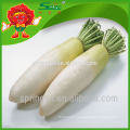 Legumes frescos Radish certificado orgânico grande rabanete branco